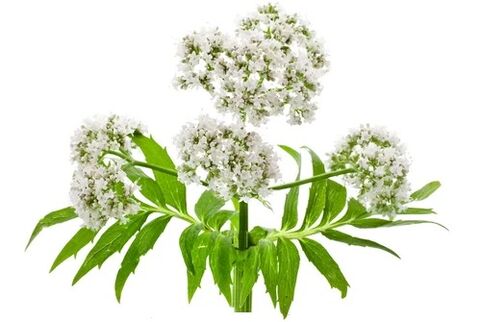 Cardiol zawiera Valerian officinalis